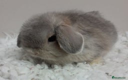 Mini Lop rabbits for sale: Vaccinated Min Lops-please read advert. - Image 1