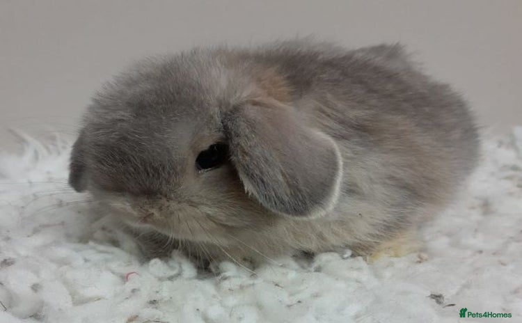 Mini Lop rabbits - Advert 20