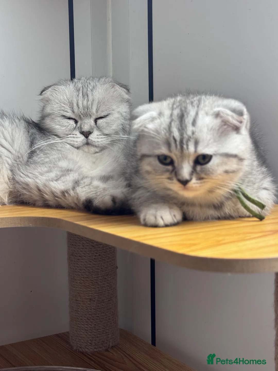 Scottish Fold cats for sale: Scottish fold girl with papers ready next week - Advert 1