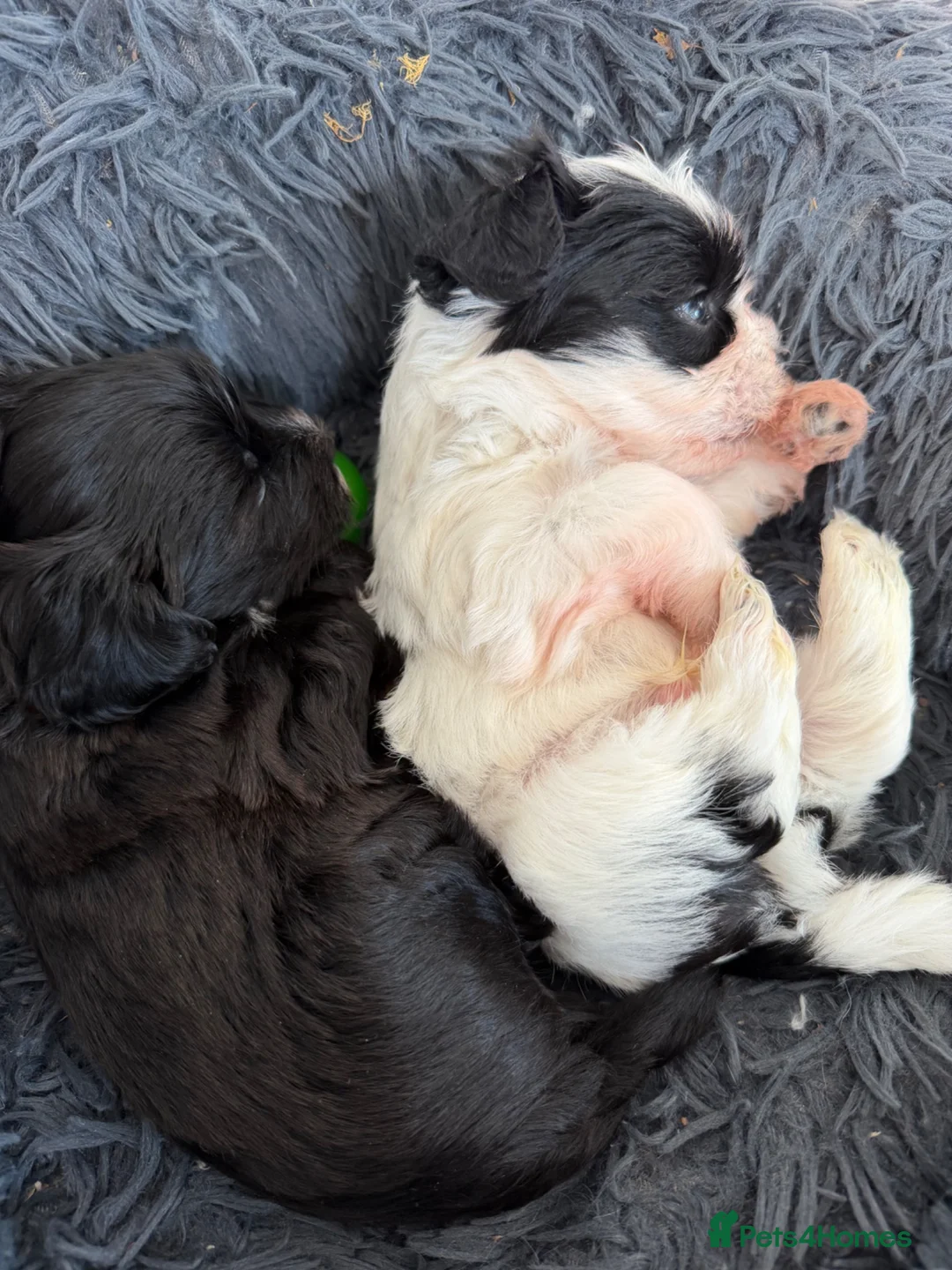 Yochon dogs for sale: Bichon Frise x Yorkshire Terrier Puppies - Advert 13