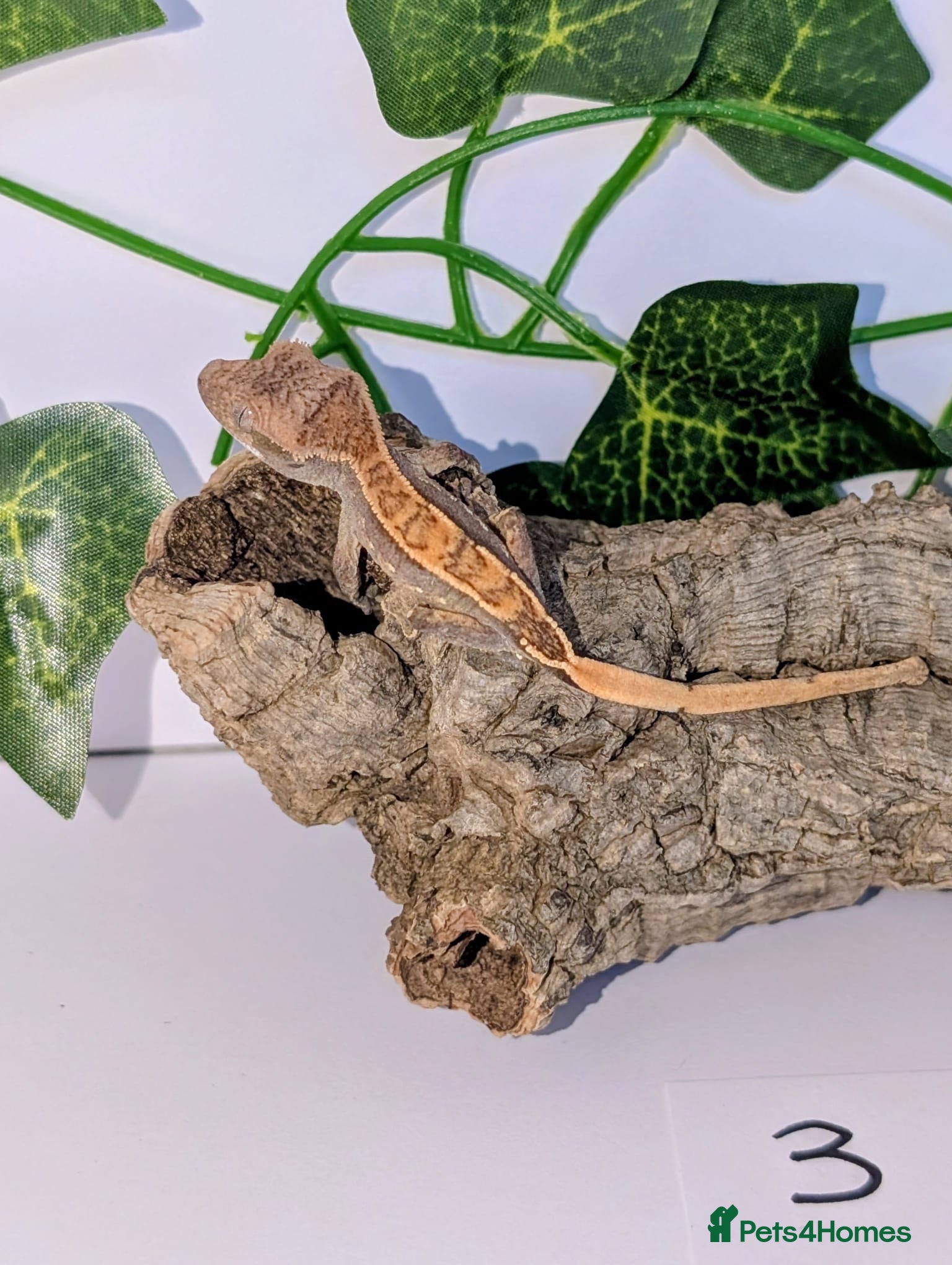 Gecko reptiles Various Crested geckos  - Advert 3