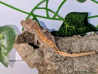 Gecko reptiles Various Crested geckos - Advert 3