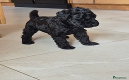 Kerry Blue Terrier dogs for sale: Kerry blue pups in Dungannon - Image 1