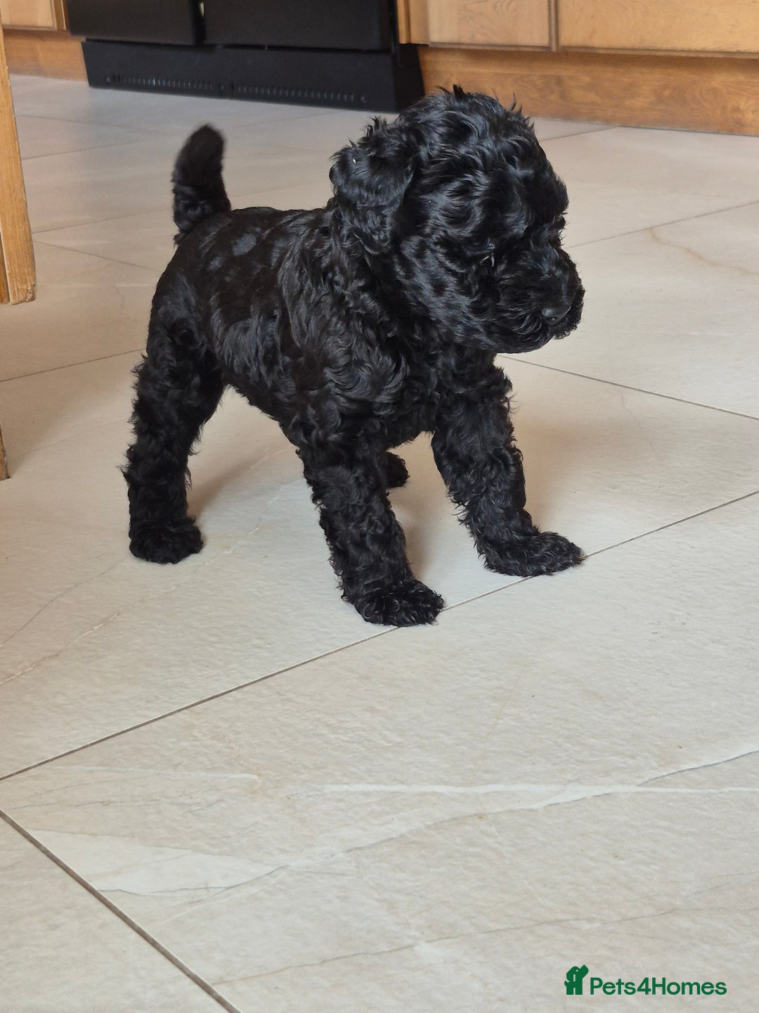 Kerry Blue Terrier dogs for sale: Kerry blue pups in Dungannon - Image 1