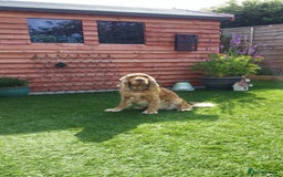 Cocker Spaniel dogs for sale: Cocker Spaniel - Image 8