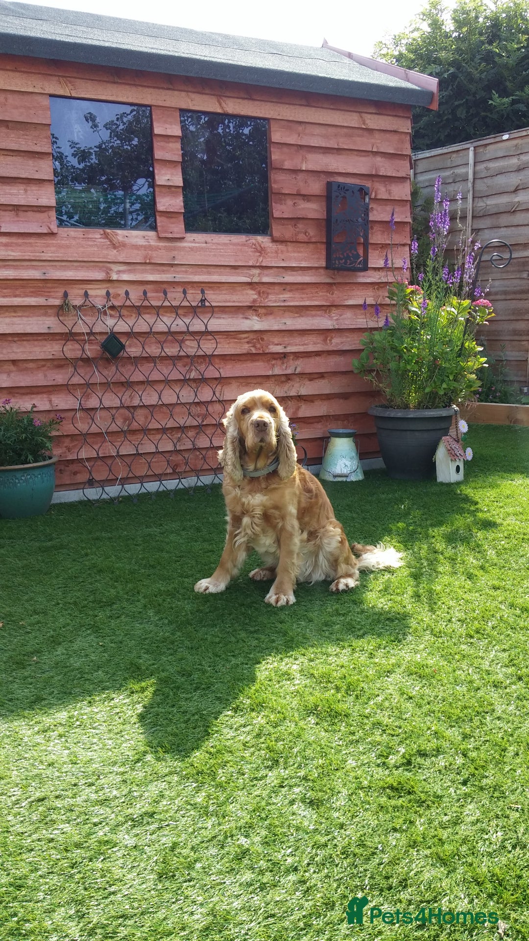 Cocker Spaniel dogs for sale: Cocker Spaniel - Image 8