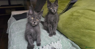 Maine Coon cats - Advert 4