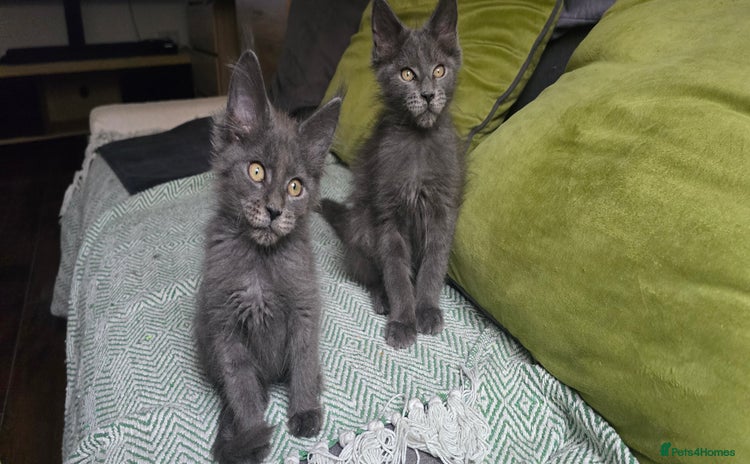 Maine Coon cats - Advert 11