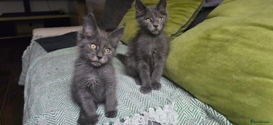 Maine Coon cats - Advert 4