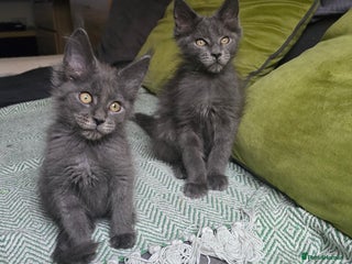 Maine Coon cats - Advert 15