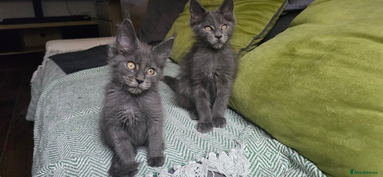 Maine Coon cats - Advert 1