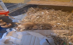 Gerbil rodents for sale: 2 baby boy gerbils - Advert 7