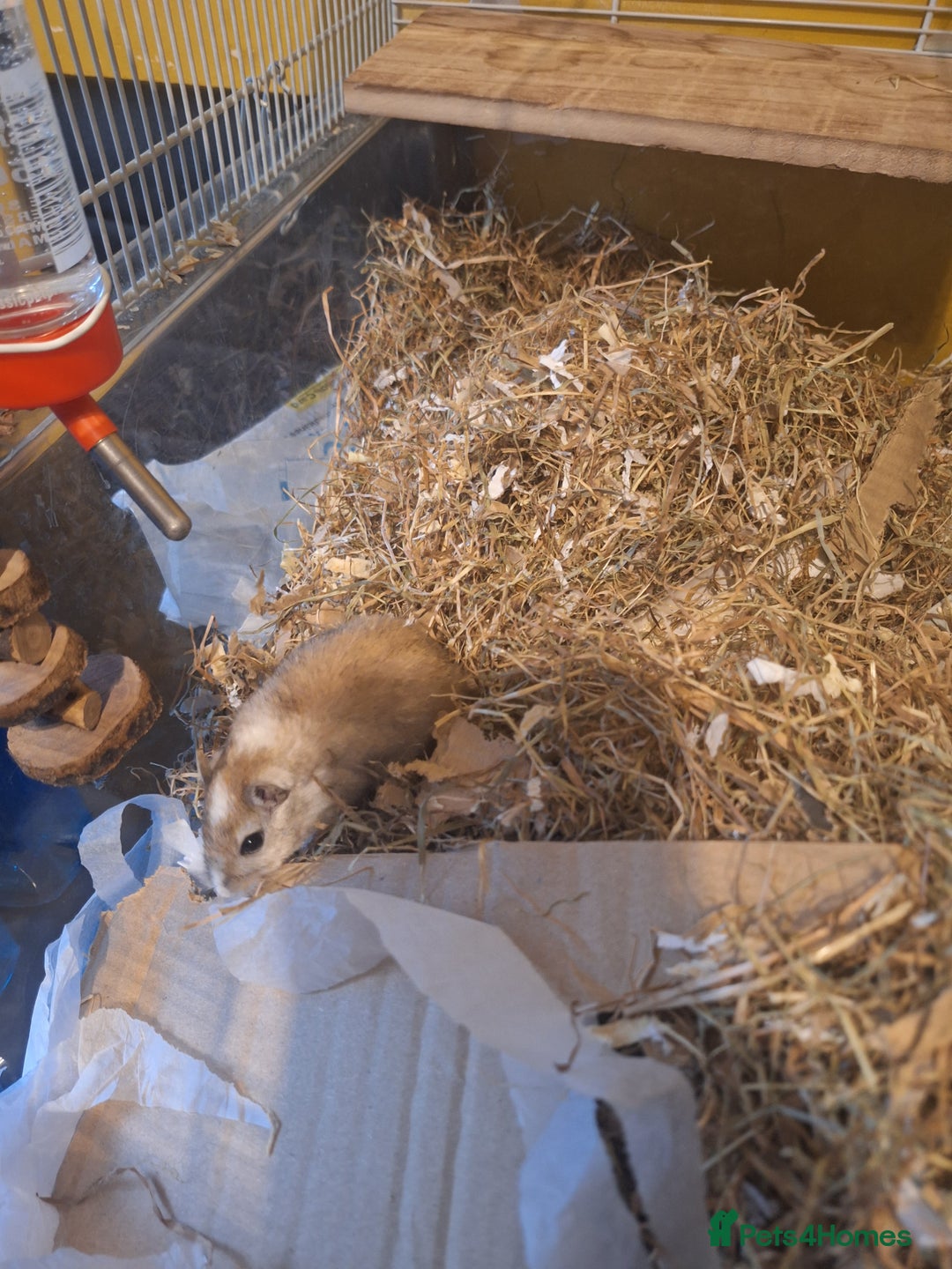 Gerbil rodents for sale: 2 baby boy gerbils - Advert 7