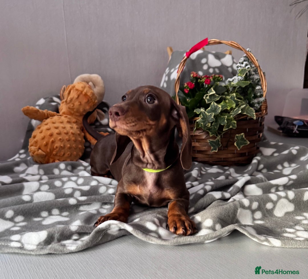 Miniature Dachshund dogs for sale: 🐾READY NOW-1 Boy 🐾 KC Miniature Dachshund  - Advert 6