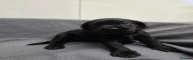 Labrador Retriever 4