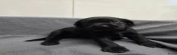 Labrador Retriever dogs for sale: Gorgeous labrador puppies for sale  in Thetford - Advert 14