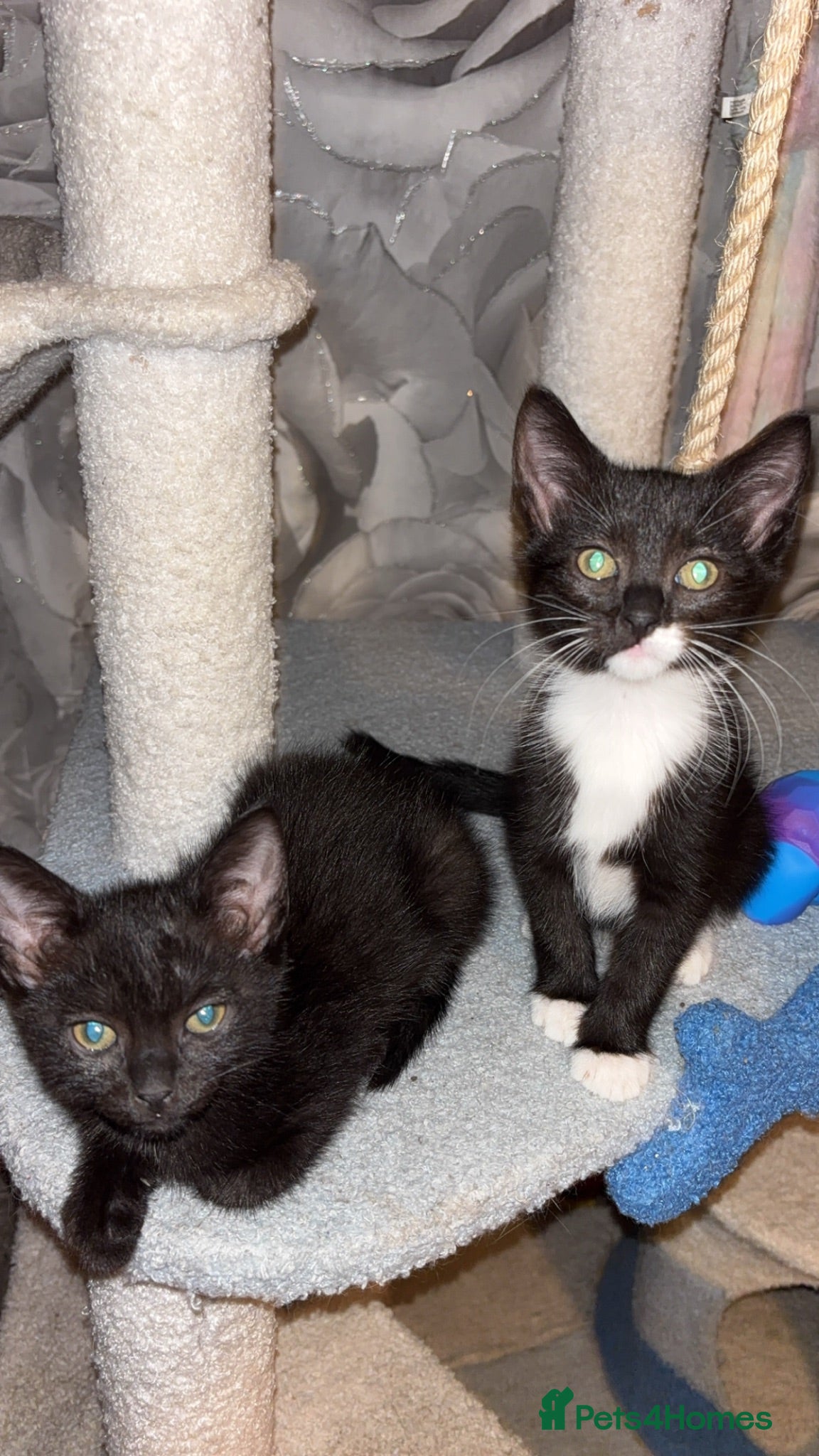 Mixed Breed cats Ragamese cross kittens  - Advert 5
