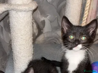 Mixed Breed cats Ragamese cross kittens - Advert 5