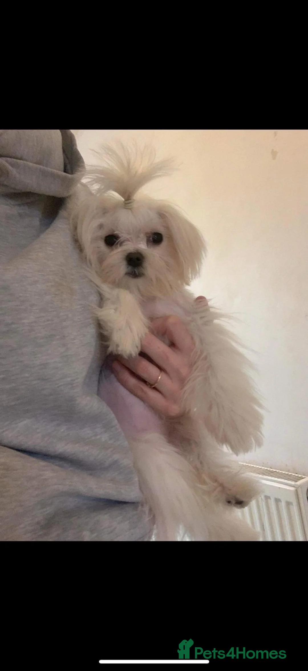 Maltese dogs for sale: Tiny maltese girl 3 years old  - Advert 4