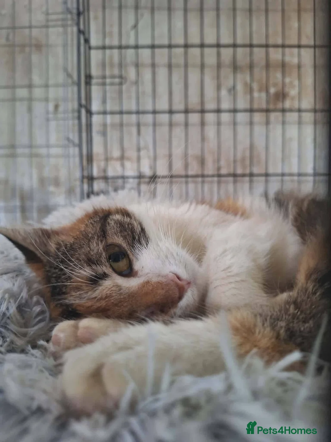 Mixed Breed cats for adoption: Willow for adoption in Doncaster - Advert 7