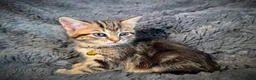 Mixed Breed cats for sale: 5 beautiful kittens  - Advert 5