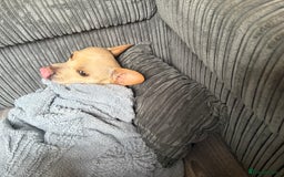 Mixed Breed dogs for sale: 2 year old French bull dog cross - Image 1