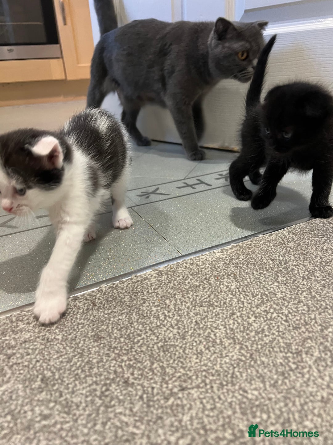 Scottish Fold cats for sale: Scottish fold  - Image 3
