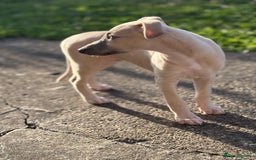 Whippet dogs for sale: Whippet pups ready now  - Image 17