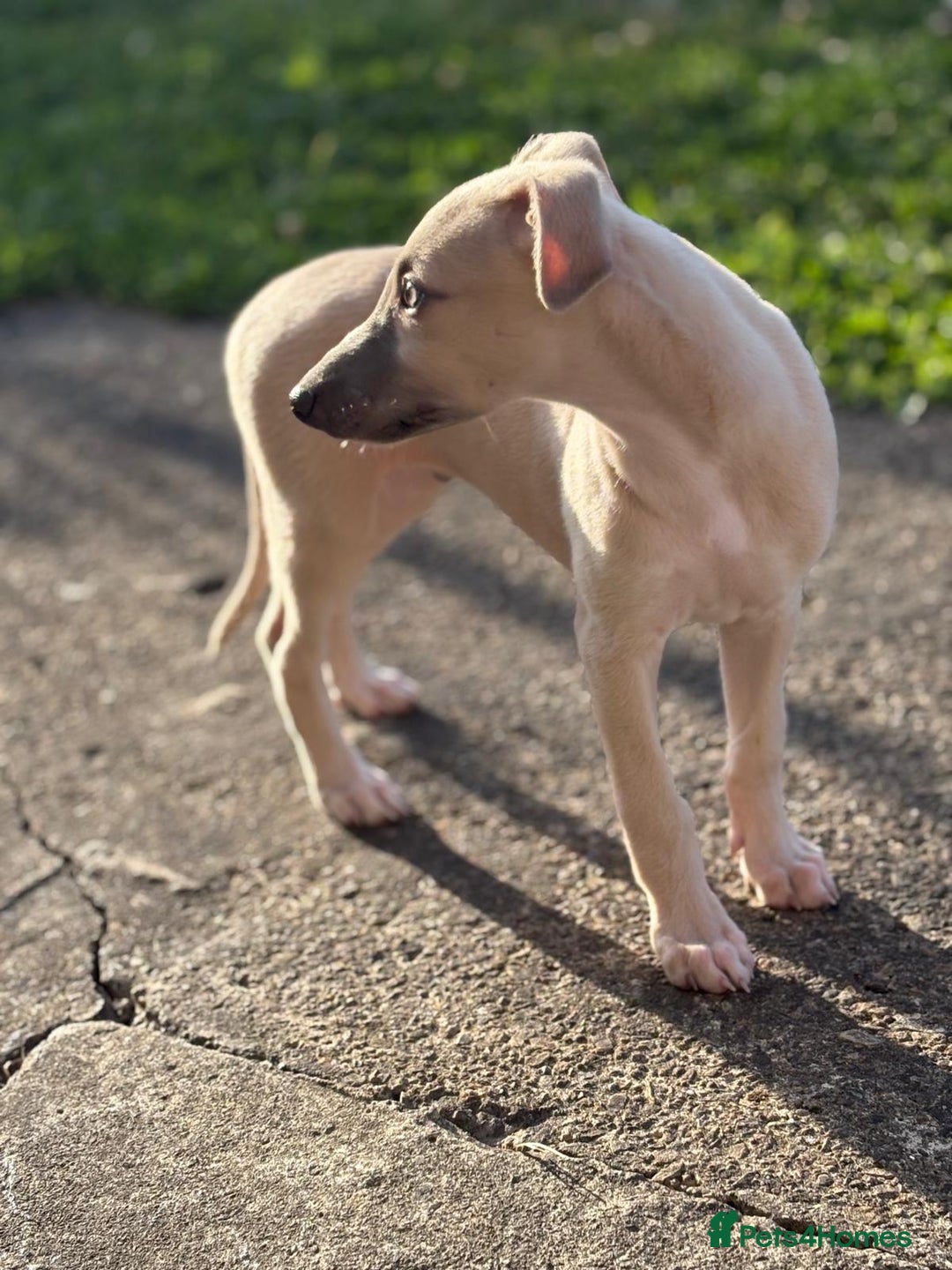 Whippet dogs for sale: Whippet pups ready now  - Image 17