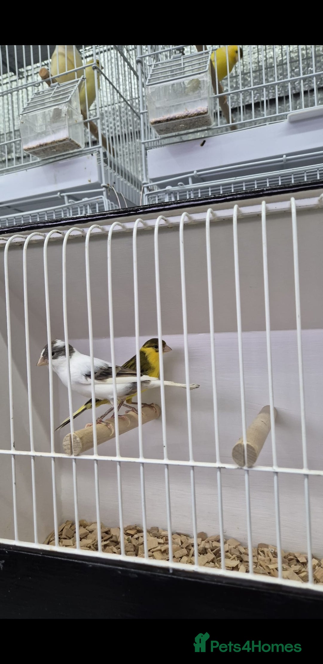 Canaries birds for sale: Canaries for sale - Advert 20