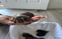 Cocker Spaniel dogs for sale: ✨show type cocker spaniel✨ - Image 16