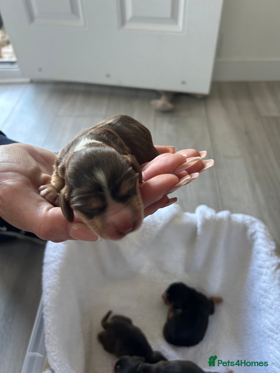 Cocker Spaniel dogs for sale: ✨show type cocker spaniel✨ - Image 16