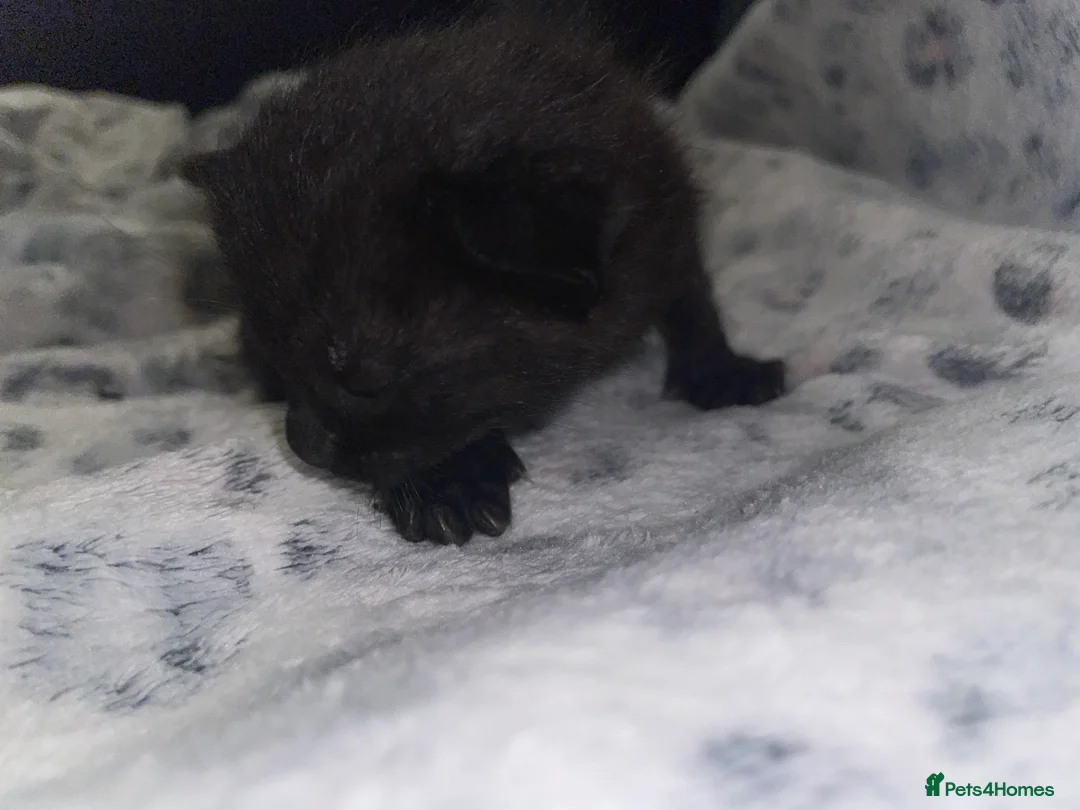 Mixed Breed cats for sale: Beautiful black kitten - Advert 20