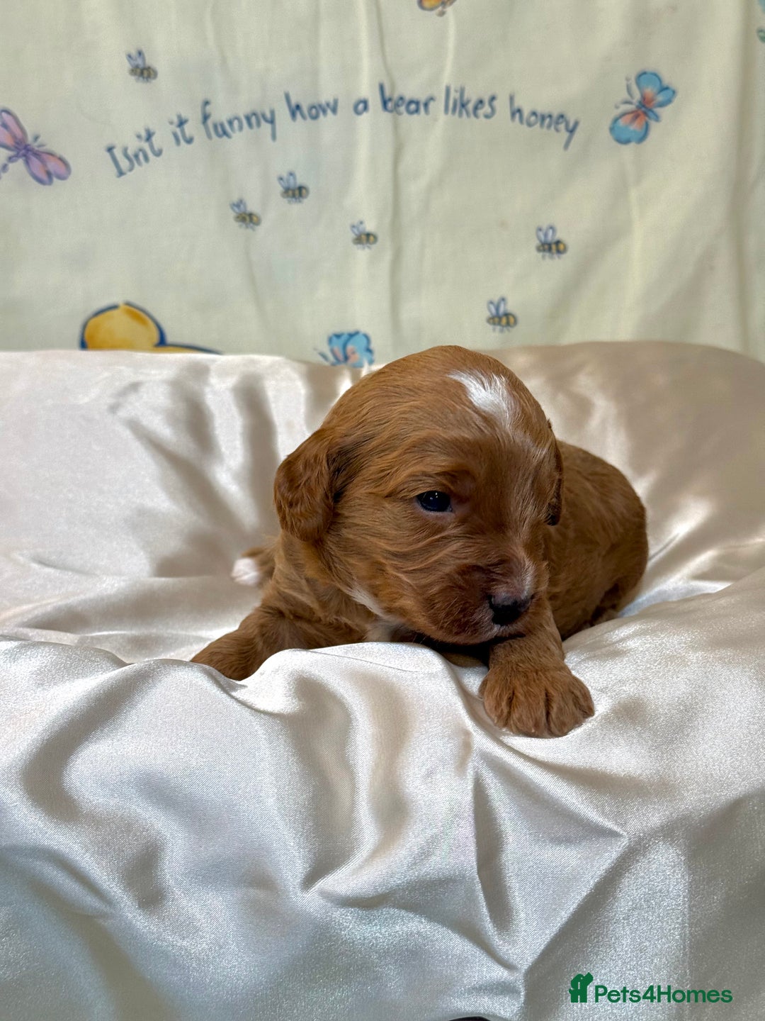 Cavapoo dogs for sale: 6 Cute Cavapoo puppies 6 - ready for homes in feb  - Advert 20