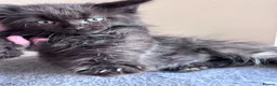 Maine Coon cats for sale: Big Ears & Fluffy Coats – Maine Coon Kittens  - Advert 6