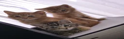 Mixed Breed cats for sale: 5 Beautiful Kittens * TABBY * GINGER *  - Advert 3