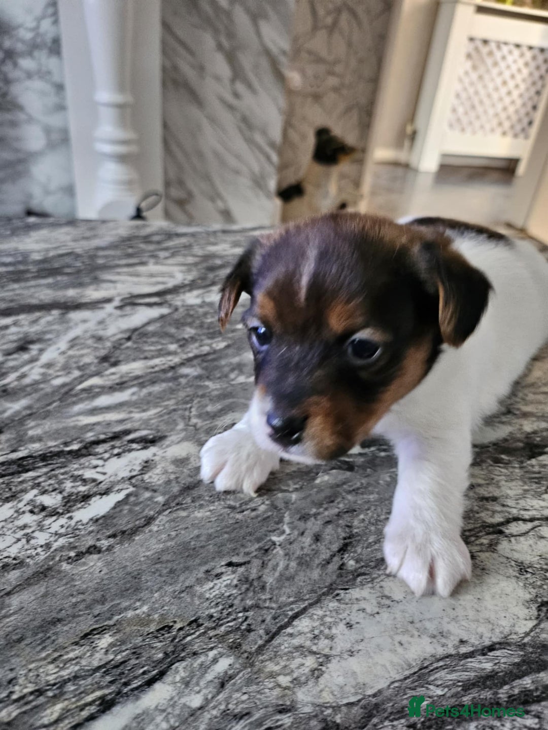 Jack Russell dogs for sale: Full pedigree jack russle pups  - Advert 13
