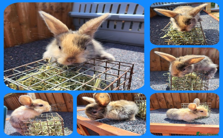 Mini Lop rabbits - Advert 1