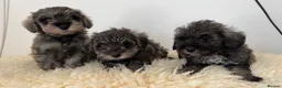 Schnoodle dogs for sale: Schnoodle puppies for sale  - Advert 1