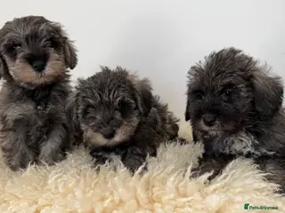 Schnoodle dogs Schnoodle puppies for sale - Advert 3