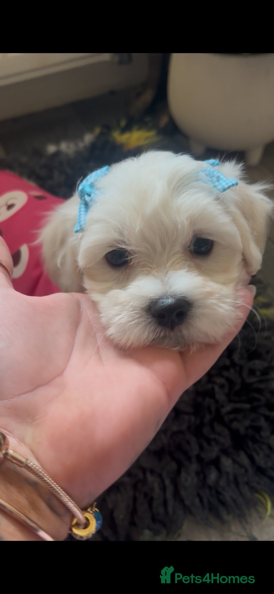 Mixed Breed dogs 🧸Coton de tular x Maltese girls ready to leave  - Advert 5