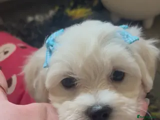 Mixed Breed dogs 🧸Coton de tular x Maltese girls ready to leave - Advert 5