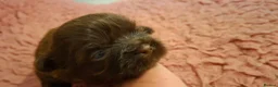 Shih Tzu dogs for sale: 5 beautiful KC reg shih Tzu puppies  - Advert 18