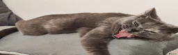British Shorthair cats for sale: Stunning Rare Colours British Shorthair Kittens - Advert 30