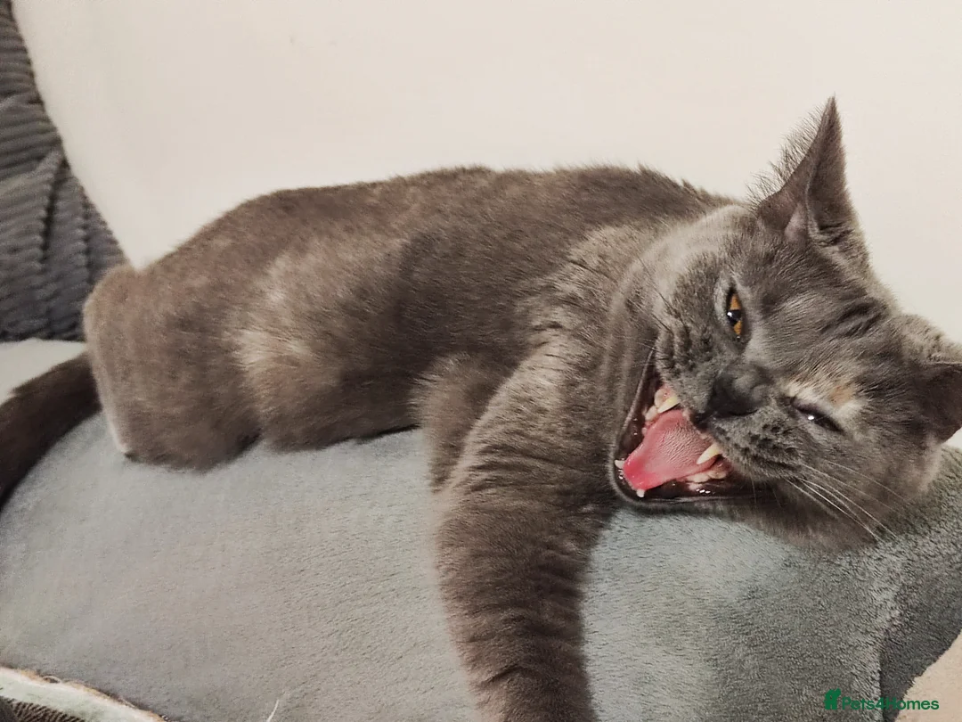 British Shorthair cats for sale: Stunning Rare Colours British Shorthair Kittens - Advert 30