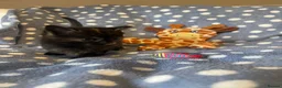 Mixed Breed cats for sale: British Shorthair Cross Kittens for Sale 🐾 - Advert 22
