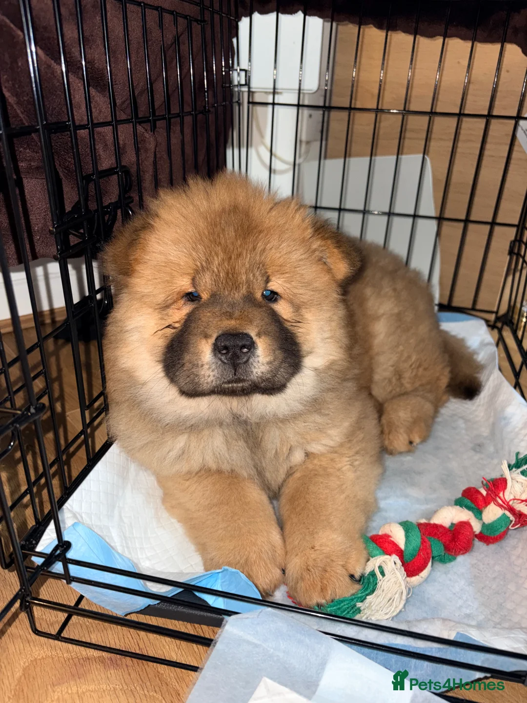 Chow Chow dogs for sale: Chow chow dog  in London - Advert 1