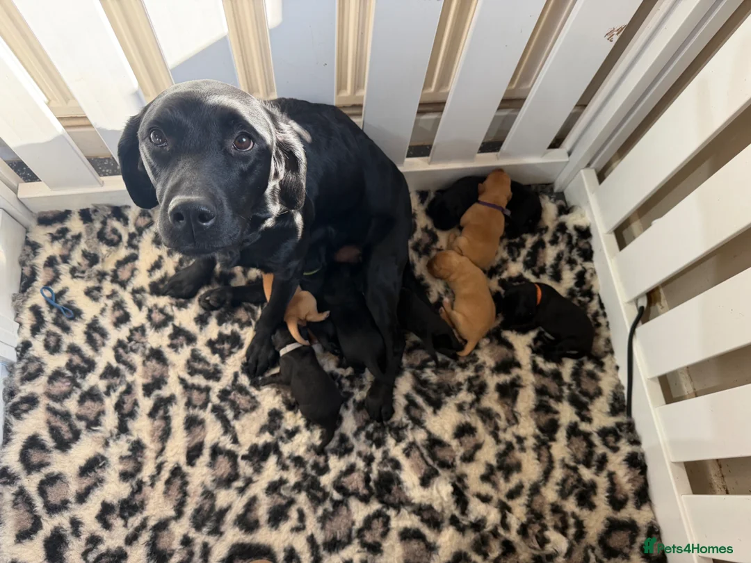 Labrador Retriever dogs for sale: Gorgeous Working Labrador Puppies - Advert 1