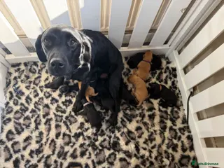 Labrador Retriever dogs for sale: Gorgeous Working Labrador Puppies - Advert 1