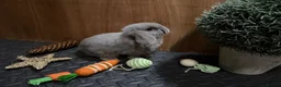 Mini Lop rabbits for sale: Minilop babies (2 girls & 2 boys)  - Advert 19